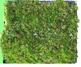 ����ʽ��픾G��