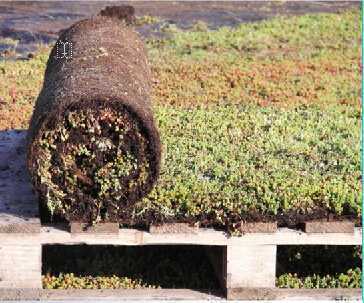 草毯式綠化2 草毯式綠化2