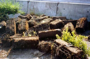 容器小_植物難生長 容器小_植物難生長