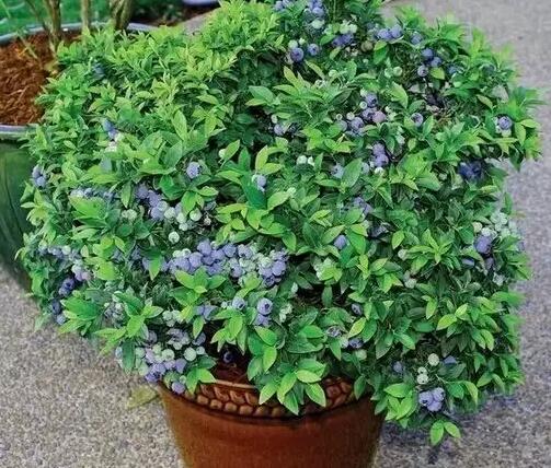 �q��ï�ܵ�ֲ��