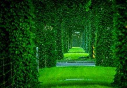 成都高架橋綠化 成都高架橋綠化